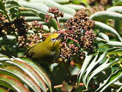 Zosterops simplex simplex