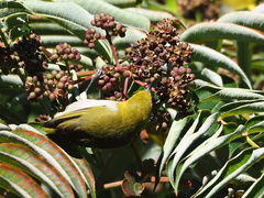 Zosterops simplex simplex