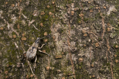 Dermatoxenus caesicollis