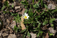 Dryas viscosa