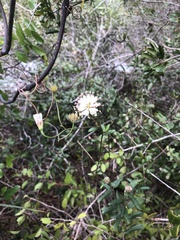 Palafoxia feayi
