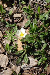 Dryas viscosa
