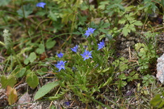 Gentiana karelinii