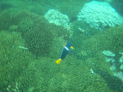 Holacanthus passer