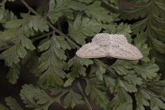 Scopula kagiata