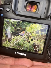 Granatina ianthinogaster
