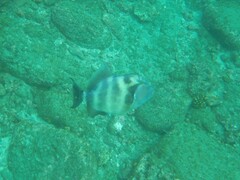 Pseudobalistes naufragium