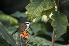 Pomatorhinus musicus