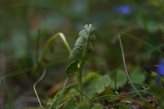 Botrychium lunaria image