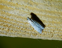 Homoeosoma nebulella