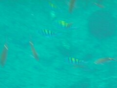 Abudefduf troschelii