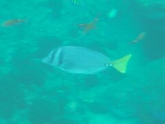 Prionurus laticlavius