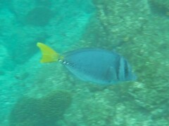 Prionurus laticlavius