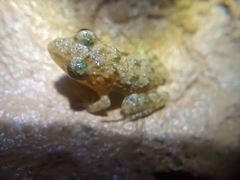 Hoplobatrachus chinensis