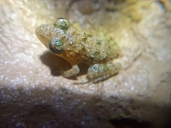 Hoplobatrachus chinensis