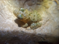 Hoplobatrachus chinensis