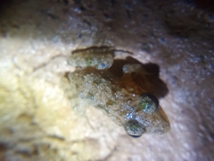 Hoplobatrachus chinensis