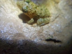Hoplobatrachus chinensis