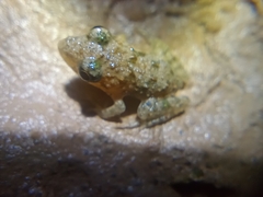 Hoplobatrachus chinensis