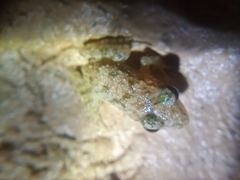 Hoplobatrachus chinensis