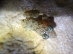 Hoplobatrachus chinensis