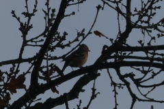 Fringilla coelebs