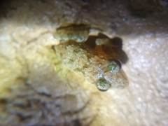 Hoplobatrachus chinensis