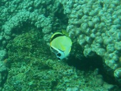 Johnrandallia nigrirostris