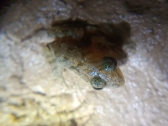 Hoplobatrachus chinensis