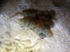 Hoplobatrachus chinensis