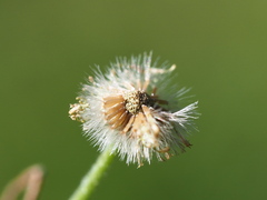 Erigeron bellioides