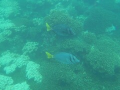 Prionurus laticlavius