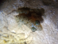 Hoplobatrachus chinensis