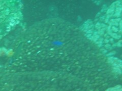 Stegastes acapulcoensis