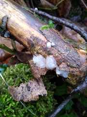 Myxarium nucleatum