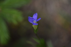 Gentianopsis barbata