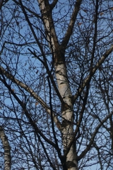 Betula pendula
