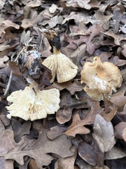 Leucopaxillus