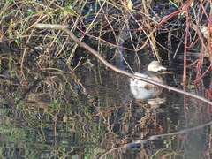 Tachybaptus ruficollis