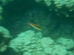 Thalassoma lucasanum