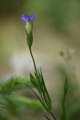 Gentianopsis barbata