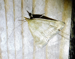 Psammotis pulveralis