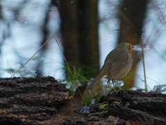 Erithacus rubecula