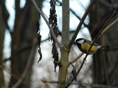 Parus major