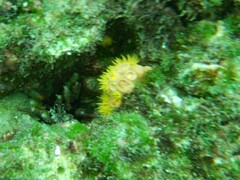 Tubastraea