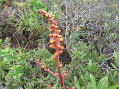 Dyckia encholirioides
