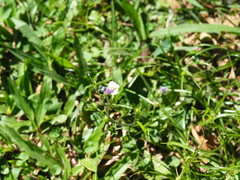 Mazus fauriei