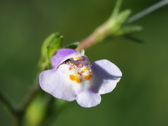Mazus fauriei