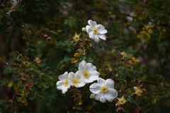 Rosa albertii