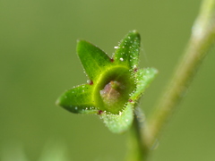 Mazus fauriei